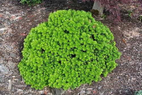 Abies concolor пихта одноцветная. Озеленение Хвойные 22