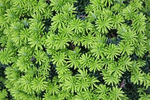 Abies concolor пихта одноцветная. Озеленение Хвойные 23