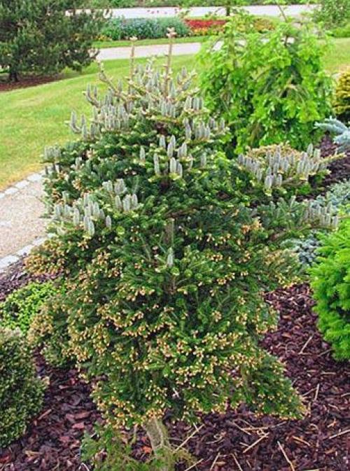 Abies concolor пихта одноцветная. Озеленение Хвойные 18