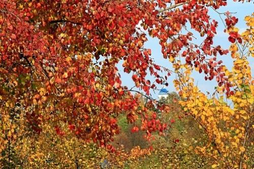 Какие деревья осенью краснеют?