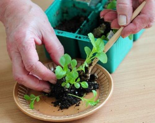 Какую минусовую температуру выдерживает капуста на корню. Сроки уборки 03