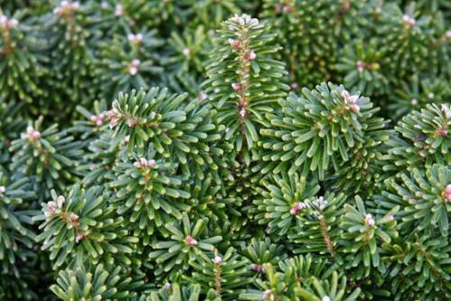 Abies concolor пихта одноцветная. Озеленение Хвойные 25