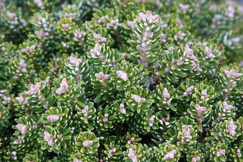 Abies concolor пихта одноцветная. Озеленение Хвойные 21