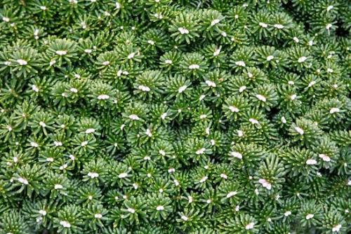 Abies concolor пихта одноцветная. Озеленение Хвойные 24