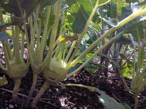 Фиолетовая капуста название. Кольраби