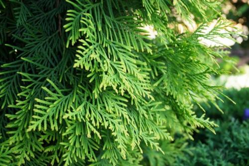 Нужно ли на зиму укрывать можжевельник. Зачем укрывать можжевельник на зиму 01