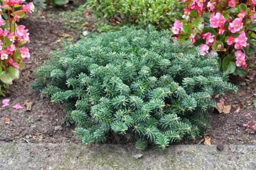Abies concolor пихта одноцветная. Озеленение Хвойные 14