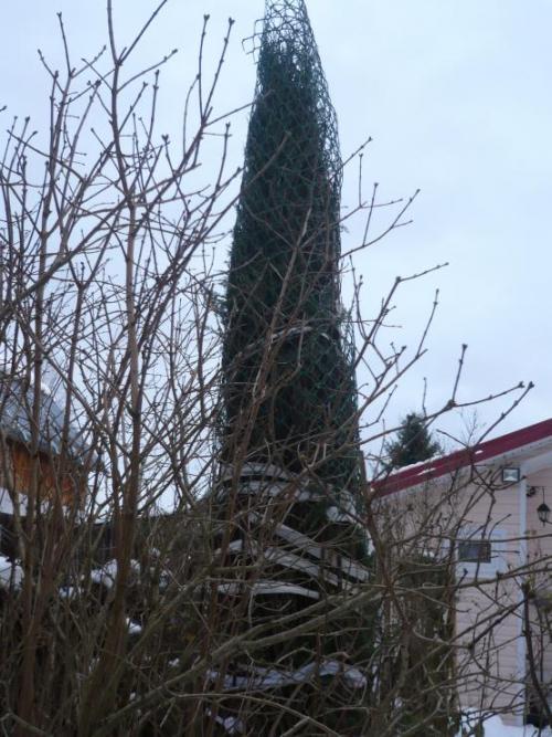 Нужно ли на зиму укрывать можжевельник. Зачем укрывать можжевельник на зиму 04