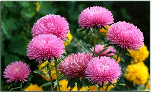 Какую минусовую температуру выдерживает капуста на корню. Сроки уборки 05