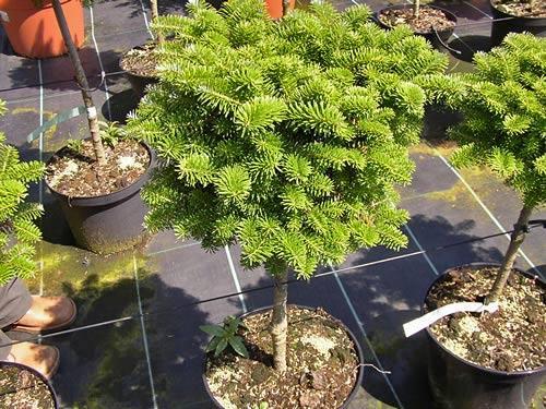 Abies concolor пихта одноцветная. Озеленение Хвойные 19