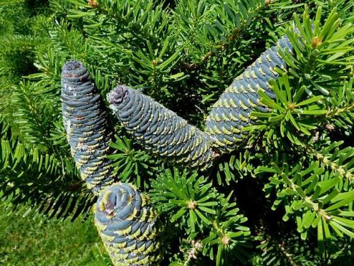 Abies concolor пихта одноцветная. Озеленение Хвойные 16