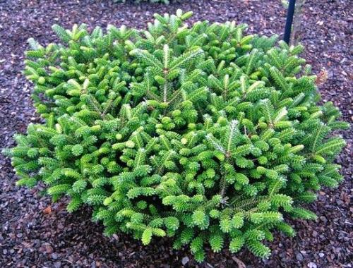 Abies concolor пихта одноцветная. Озеленение Хвойные 20