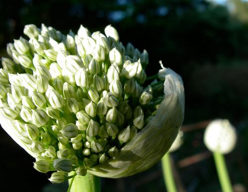 Как получить семена лука севка. Простой способ получить семена репчатого лука