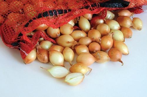 Как посадить лук на севок. Как правильно высаживать лук-севок и ухаживать за ним в открытом грунте?