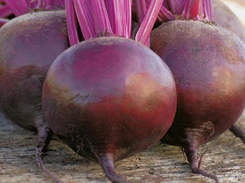 При какой температуре растет свекла. Выбор сортов и семян