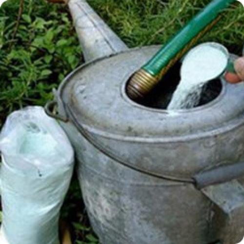 Откуда берется лук-севок. ОСОБЕННОСТИ ВЫРАЩИВАНИЯ РЕПЧАТОГО ЛУКА