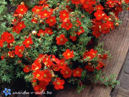 Морозоустойчивые растения. Цветущие красивые кустарники