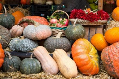 Если тыква оторвалась. Как определить, что тыква созрела и готова к уборке