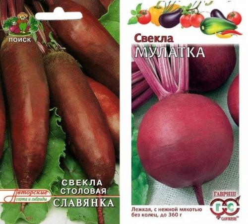 Боится ли свекла заморозков весной. Почему не растет свекла и что делать?