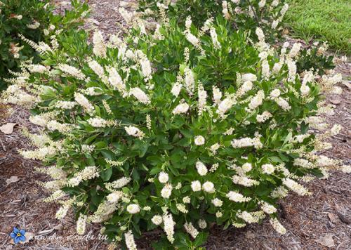 Морозоустойчивые растения. Цветущие красивые кустарники