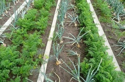 Как вырастить посадочный материал лука. Как подготовить участок для посадки?