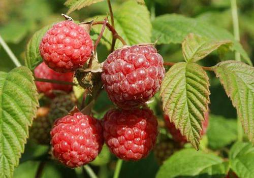 Посадка малины в ведра. МАЛИНА. В ВЕДРАХ