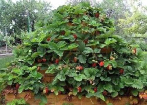 Грядки для клубники. Теплые грядки для клубники: как сделать своими руками, фото, размеры и посадка