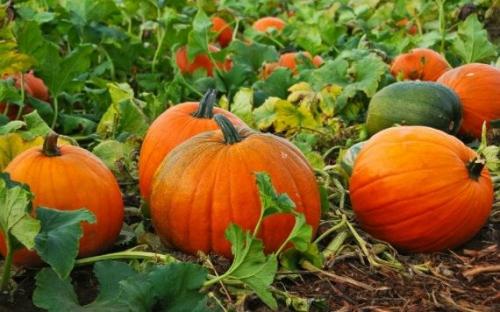 Если тыква оторвалась. Как определить, что тыква созрела и готова к уборке