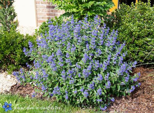 Морозоустойчивые растения. Цветущие красивые кустарники