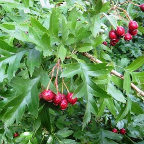 Боярышник декоративные деревья и кустарники. Декоративные боярышники – сорта, выращивание и размножение 07