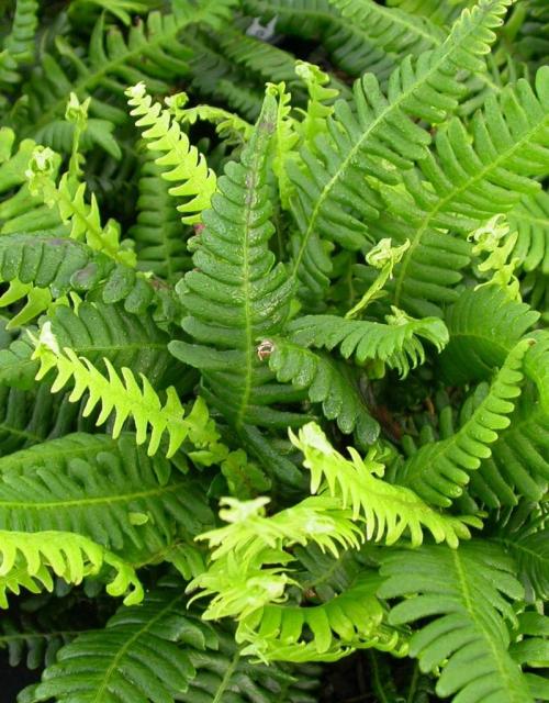 Костенец волосовидный травянистые растения для открытого грунта 07