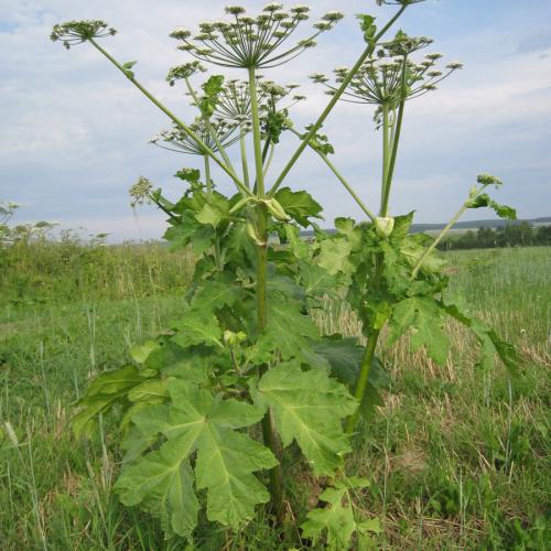 Щавель конский, как избавиться. Свойства культуры 09
