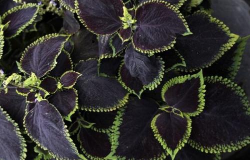 Красная крапива домашний цветок. Цветок колеус – домашняя крапивка