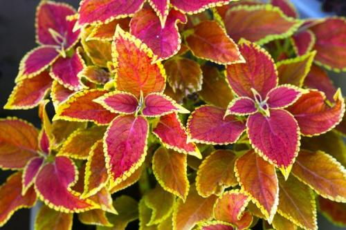 Красная крапива домашний цветок. Цветок колеус – домашняя крапивка