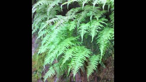 Костенец волосовидный травянистые растения для открытого грунта 10