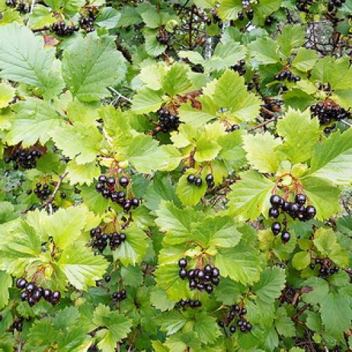 Боярышник декоративные деревья и кустарники. Декоративные боярышники – сорта, выращивание и размножение 09