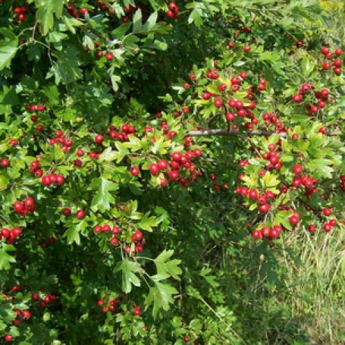 Боярышник декоративные деревья и кустарники. Декоративные боярышники – сорта, выращивание и размножение 06