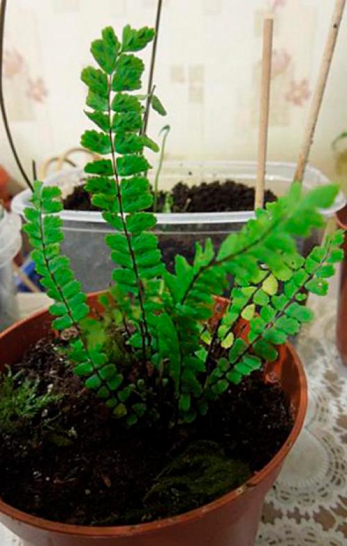 Костенец волосовидный травянистые растения для открытого грунта