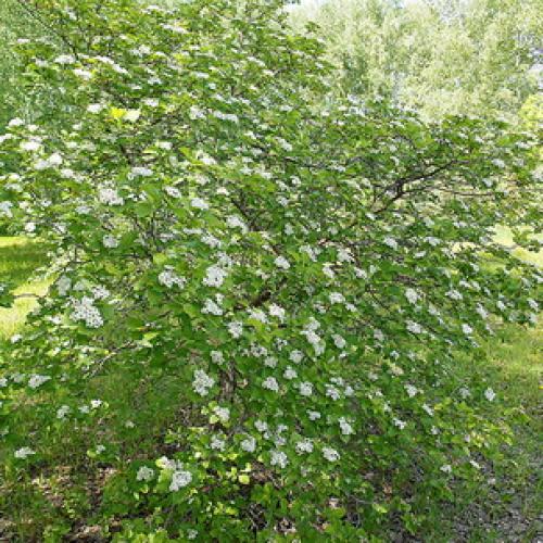 Боярышник декоративные деревья и кустарники. Декоративные боярышники – сорта, выращивание и размножение 10