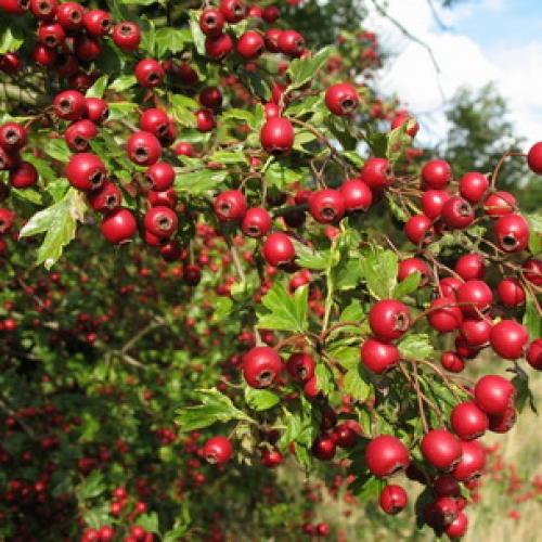 Боярышник декоративные деревья и кустарники. Декоративные боярышники – сорта, выращивание и размножение 04