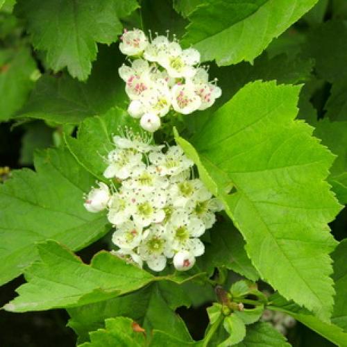 Боярышник декоративные деревья и кустарники. Декоративные боярышники – сорта, выращивание и размножение 11