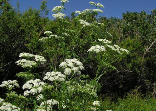 Щавель конский, как избавиться. Свойства культуры 10
