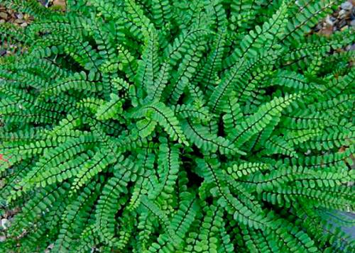 Костенец волосовидный травянистые растения для открытого грунта