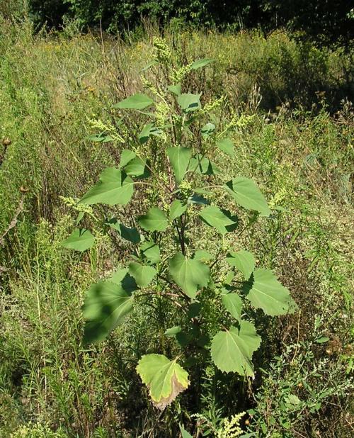 Щавель конский, как избавиться. Свойства культуры 07