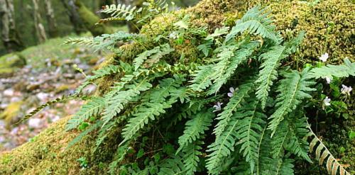 Костенец волосовидный травянистые растения для открытого грунта 08