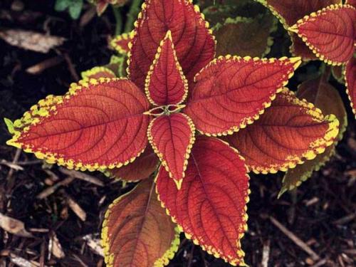 Красная крапива домашний цветок. Цветок колеус – домашняя крапивка