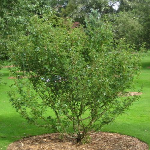 Боярышник декоративные деревья и кустарники. Декоративные боярышники – сорта, выращивание и размножение 08