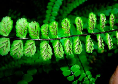 Костенец волосовидный травянистые растения для открытого грунта