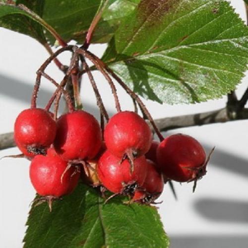 Боярышник декоративные деревья и кустарники. Декоративные боярышники – сорта, выращивание и размножение 13