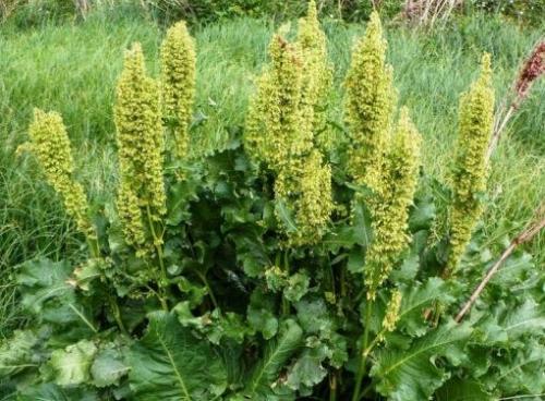 Сорняк похожий на конский щавель. Как избавиться от конского щавеля